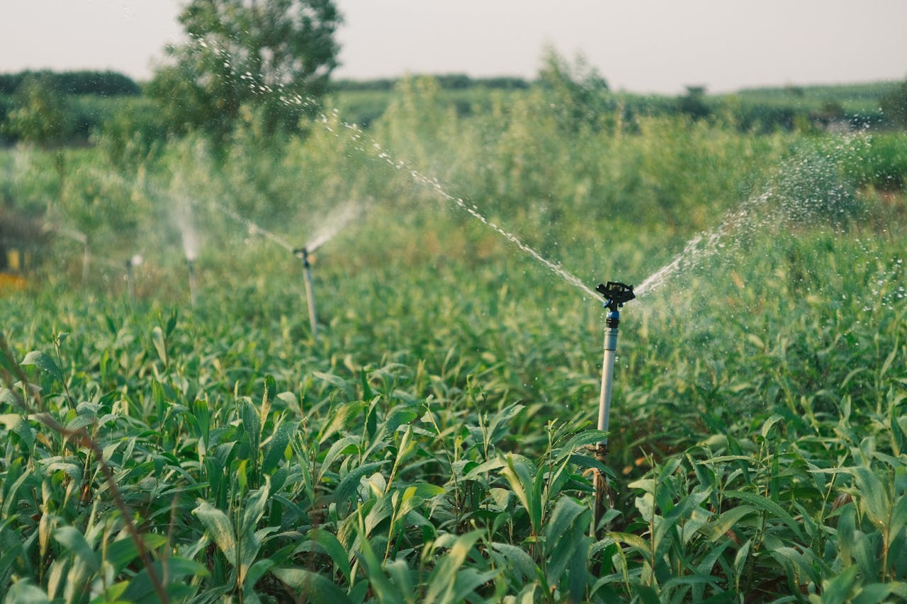 Home Automated sprinkler irrigation watering a lush green farm during the day.